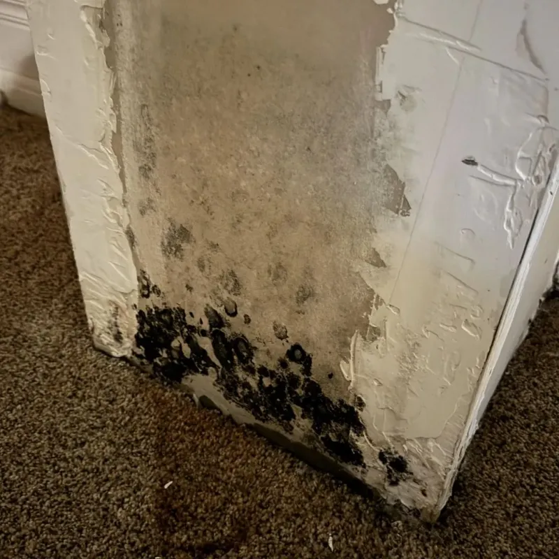 Professional Mold Removal in Spring, TX